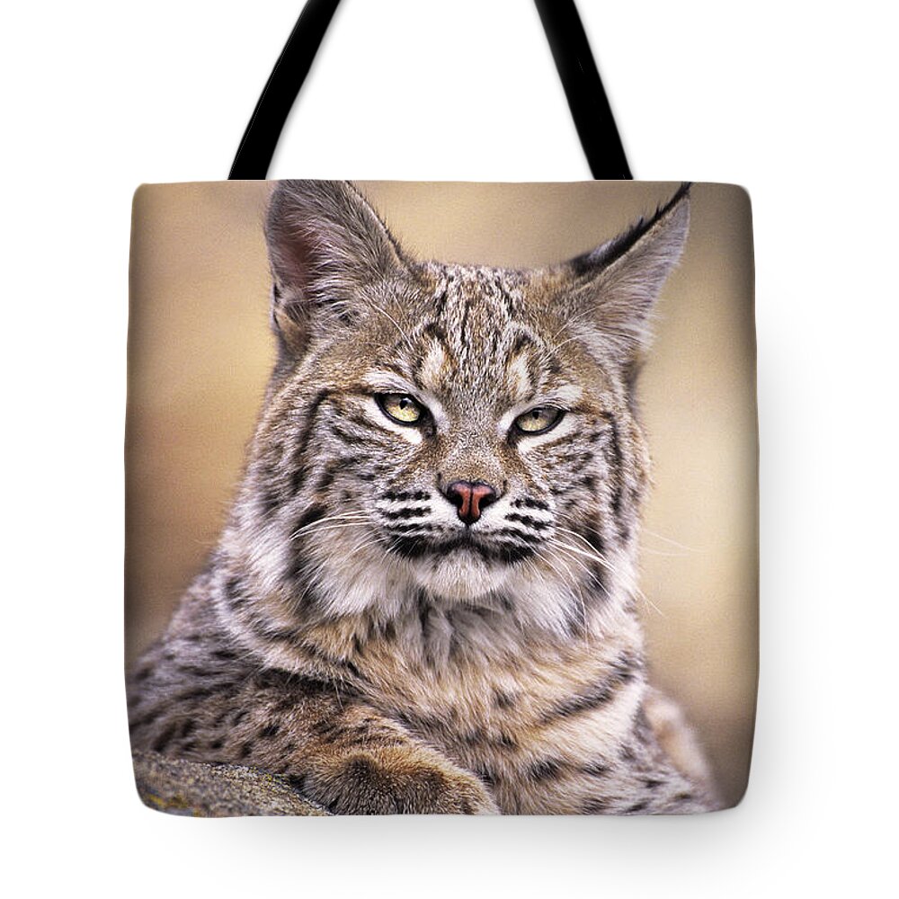 Bobcat Tote Bag featuring the photograph Bobcat Cub Portrait Montana Wildlife by Dave Welling