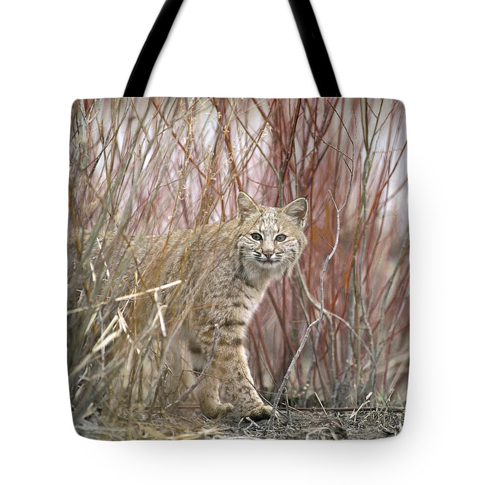 Feb0514 Tote Bag featuring the photograph Bobcat Juvenile Emerging From Dry Grass by Michael Quinton
