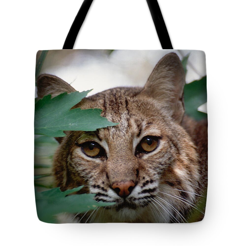 Bobcat Tote Bag featuring the photograph Bobcat with maple leaves by Bradford Martin