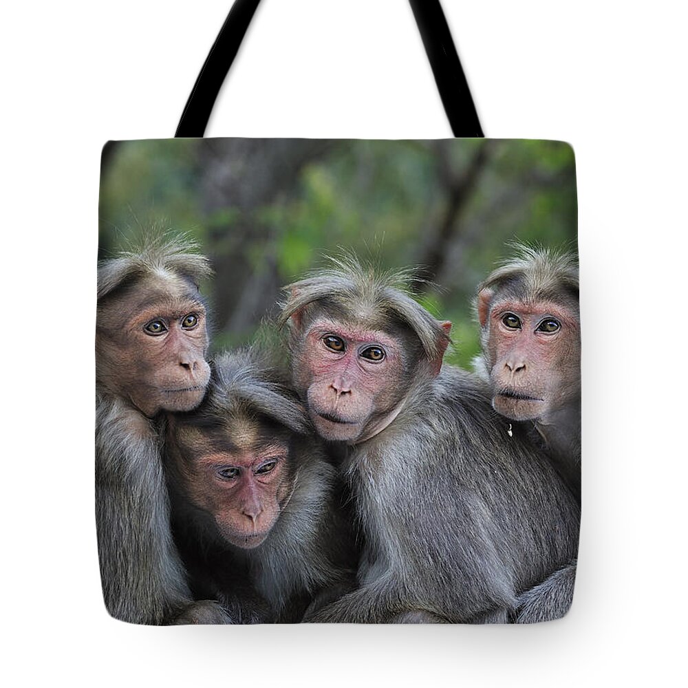 Thomas Marent Tote Bag featuring the photograph Bonnet Macaques Huddling India by Thomas Marent