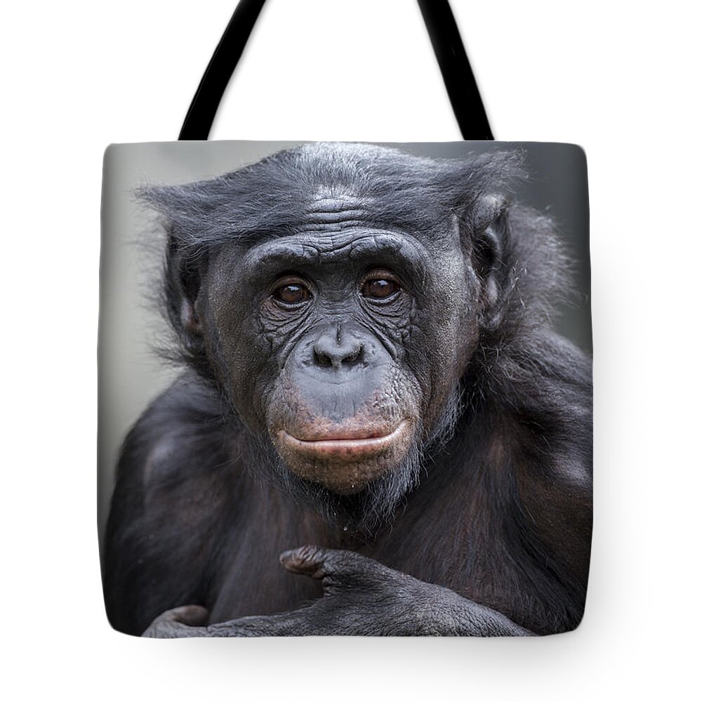 Feb0514 Tote Bag featuring the photograph Bonobo by San Diego Zoo