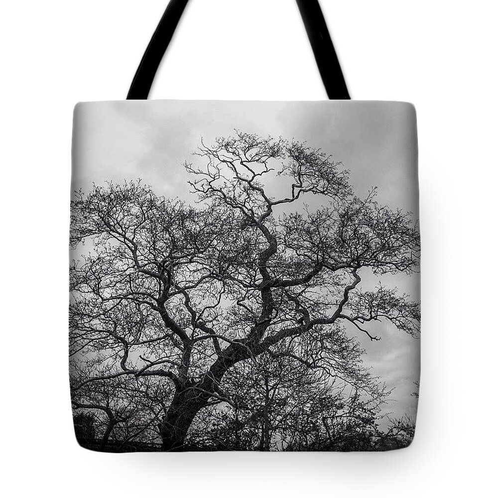 Beautiful Tote Bag featuring the photograph Bonsai! by Aleck Cartwright