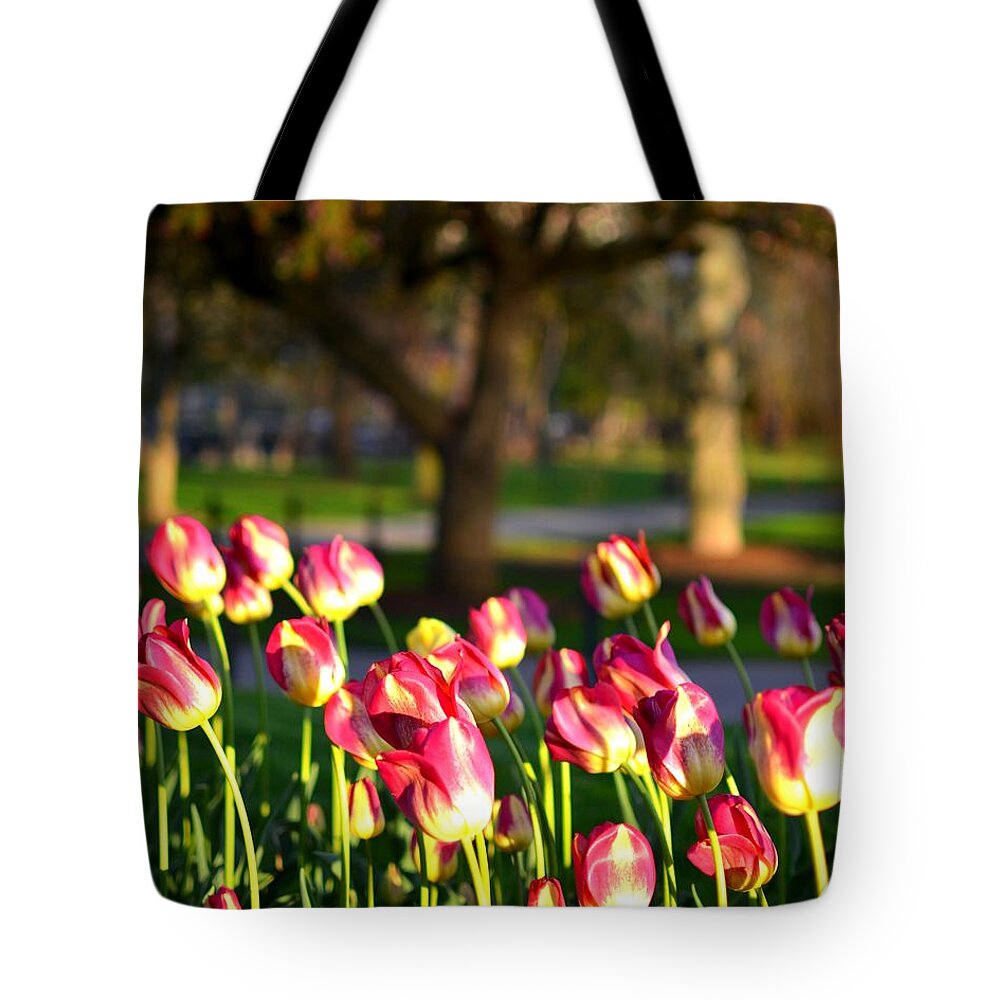 Boston Tote Bag featuring the photograph Boston Public Garden Tulips by Toby McGuire