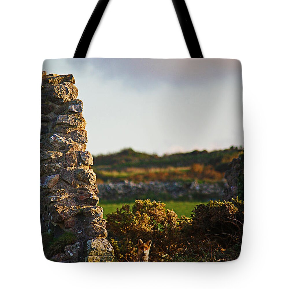 Fox Tote Bag featuring the photograph Botallack Fox at Sunset by Terri Waters