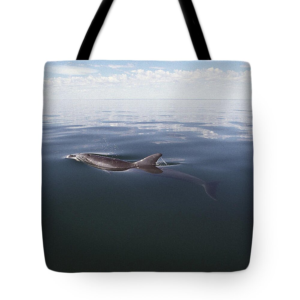 Feb0514 Tote Bag featuring the photograph Bottlenose Dolphin Surfacing Australia by Flip Nicklin