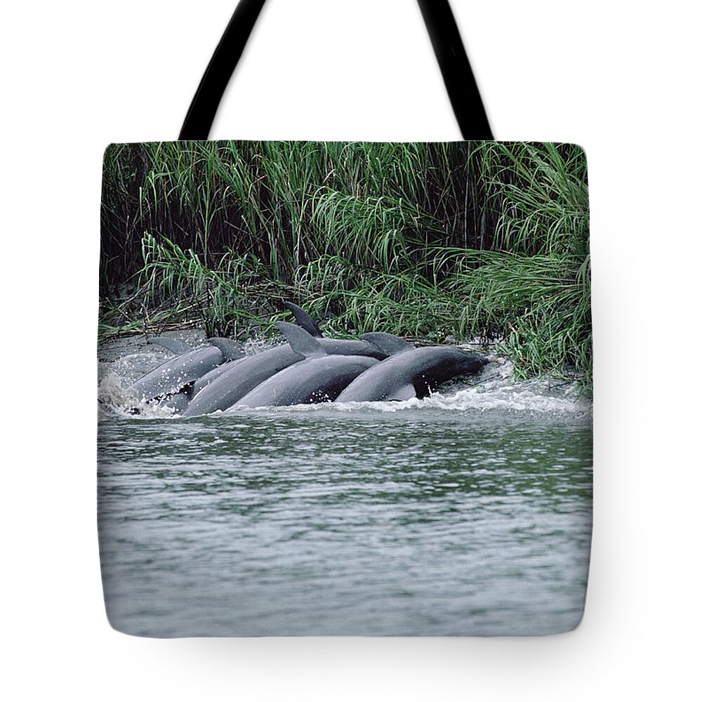 Feb0514 Tote Bag featuring the photograph Bottlenose Dolphins Fishing Mud Banks by Flip Nicklin
