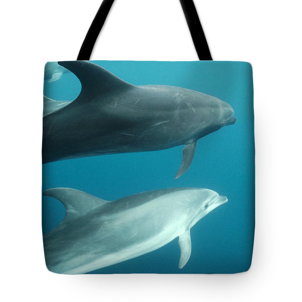 Feb0514 Tote Bag featuring the photograph Bottlenose Dolphins Galapagos Islands by Tui De Roy