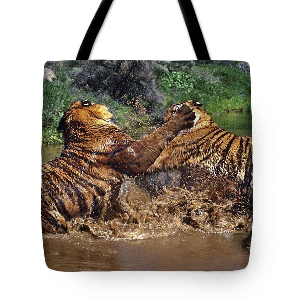Bengal Tigers Tote Bag featuring the photograph Boxing Bengal Tigers Wildlife Rescue by Dave Welling