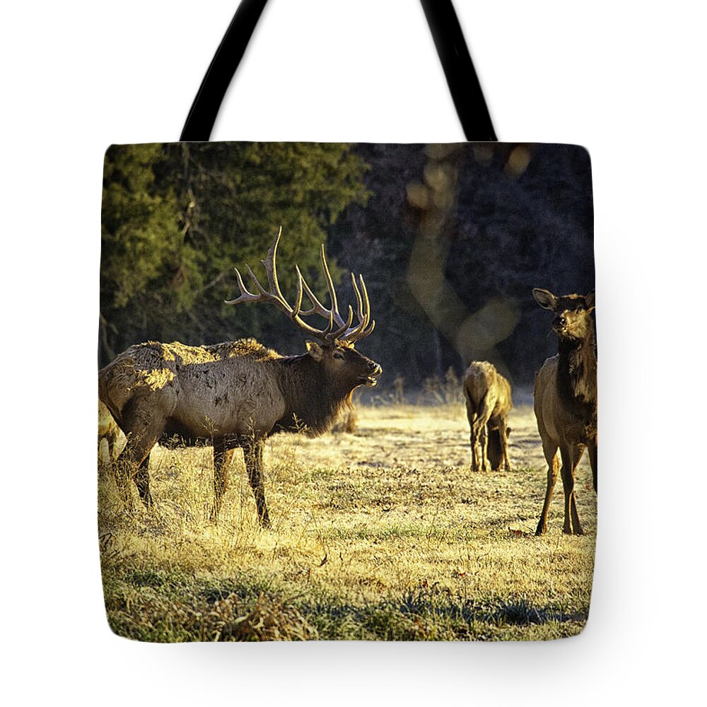 Bull Elk Tote Bag featuring the photograph Boxley Stud and Cow Elk by Michael Dougherty