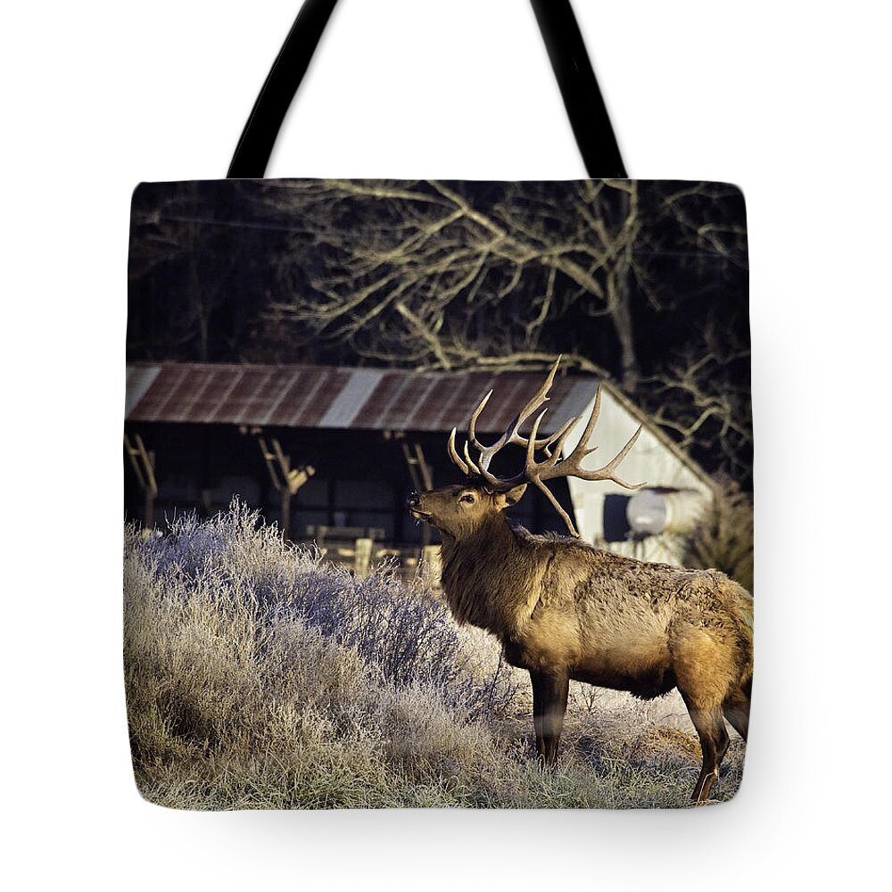 Bull Elk Tote Bag featuring the photograph Boxley Stud at Clark Pond by Michael Dougherty