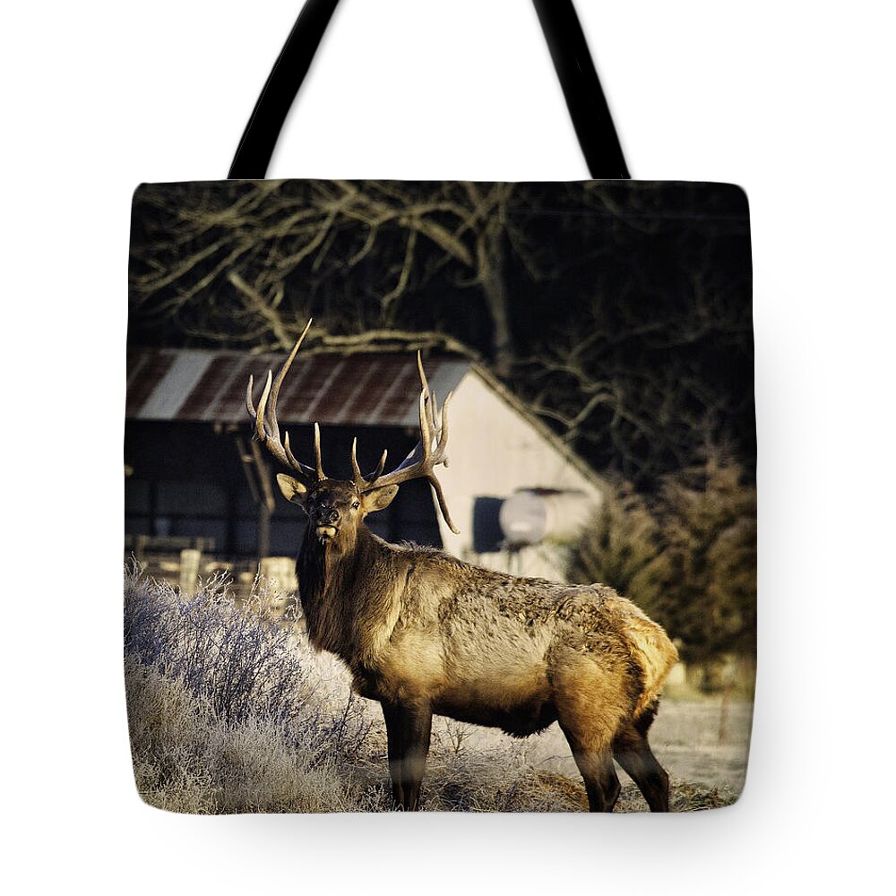 Bull Elk Tote Bag featuring the photograph Boxley Stud Post-Rut by Michael Dougherty