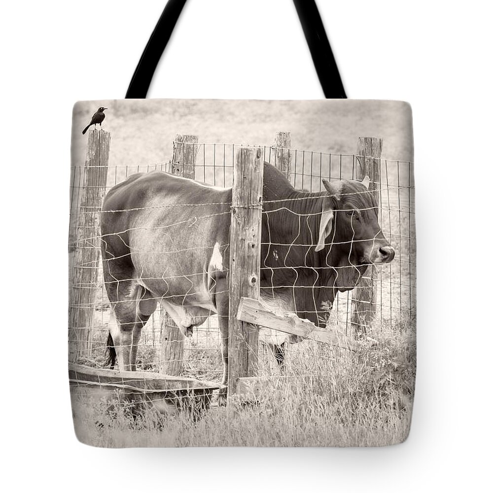 Brahman Tote Bag featuring the photograph Brahman Bull by Imagery by Charly