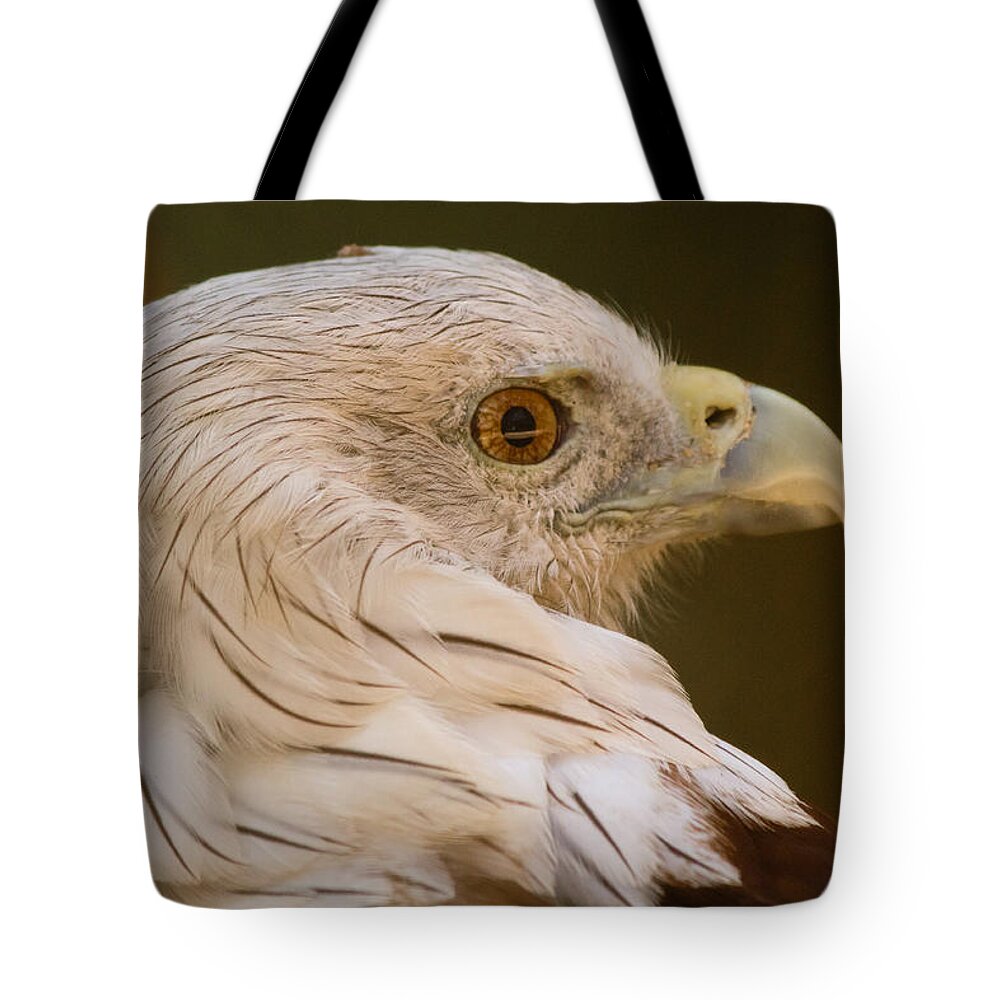 Shimoga Tote Bag featuring the photograph Brahminy Kite by SAURAVphoto Online Store