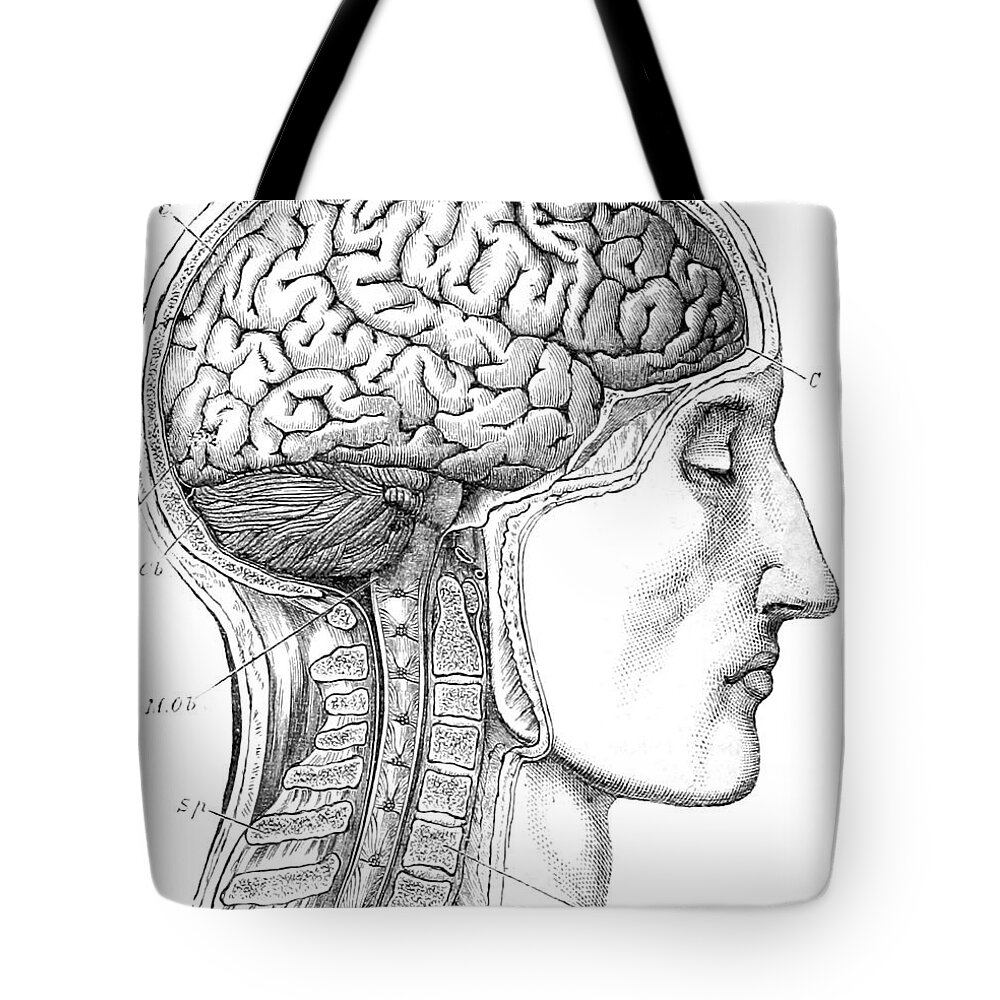 Science Tote Bag featuring the photograph Brain From Right Side, 1883 by British Library