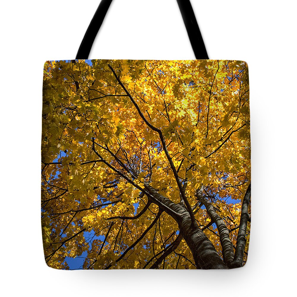 Landscape Tote Bag featuring the photograph Bright eyes by Rob Dietrich