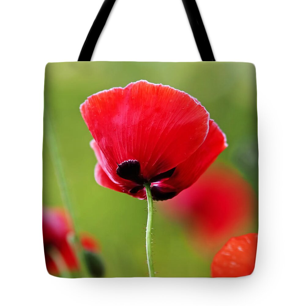 Poppy Tote Bag featuring the photograph Brilliant Red Poppy Flower by Rona Black