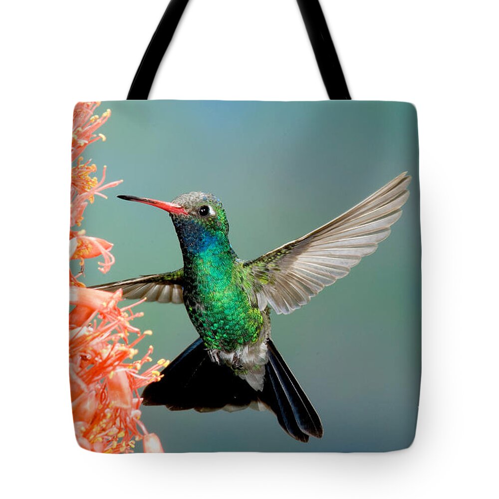 Fauna Tote Bag featuring the photograph Broad-billed Hummingbird At Ocotillo by Anthony Mercieca