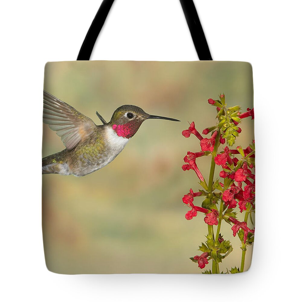 Action Tote Bag featuring the photograph Broad-tailed Hummingbird 5 by Jack Milchanowski