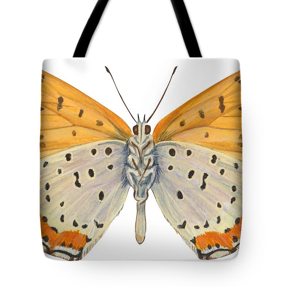 Zoology; No People; Horizontal; Close-up; Full Length; White Background; One Animal; Animal Themes; Nature; Wildlife; Symmetry; Fragility; Wing; Animal Pattern; Antenna; Entomology; Illustration And Painting; Spotted; Yellow; Bronze Tote Bag featuring the drawing Bronze copper butterfly by Anonymous