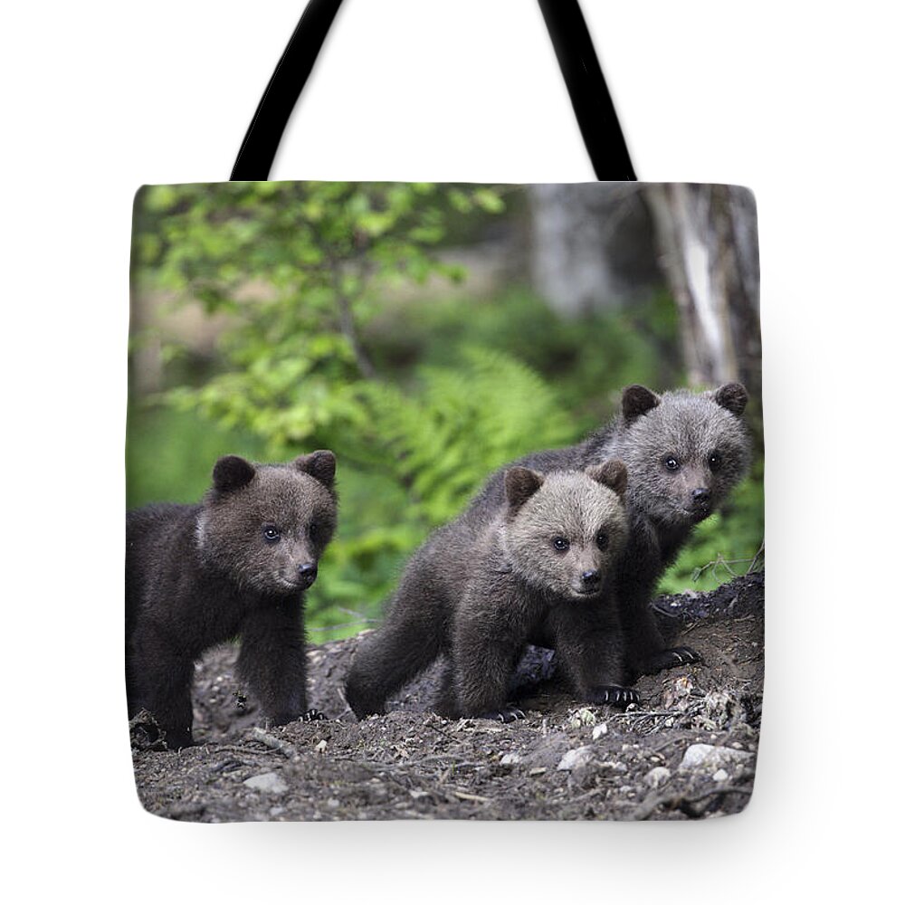 Nis Tote Bag featuring the photograph Brown Bear Cubs Croatia by Lesley van Loo