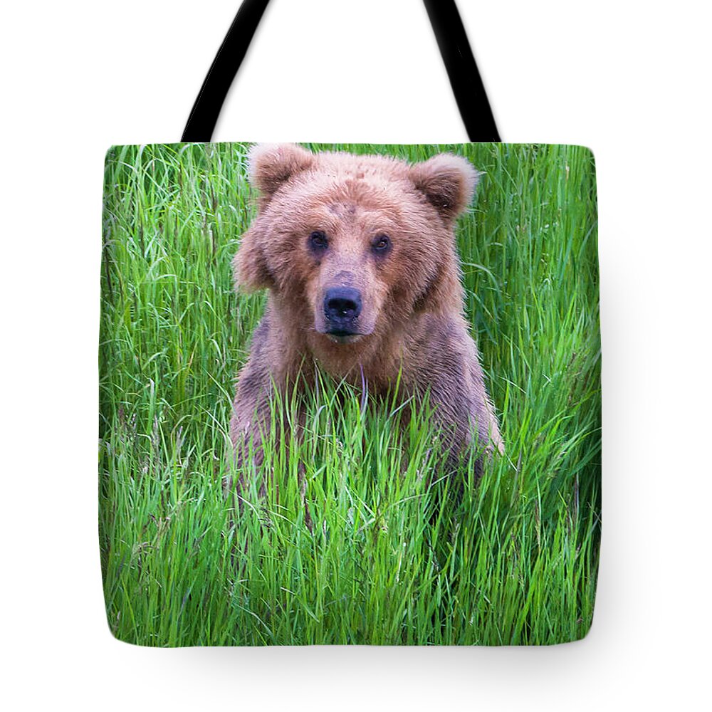 Brown Bear Tote Bag featuring the photograph Brown Bear In The Grass by Keren Su
