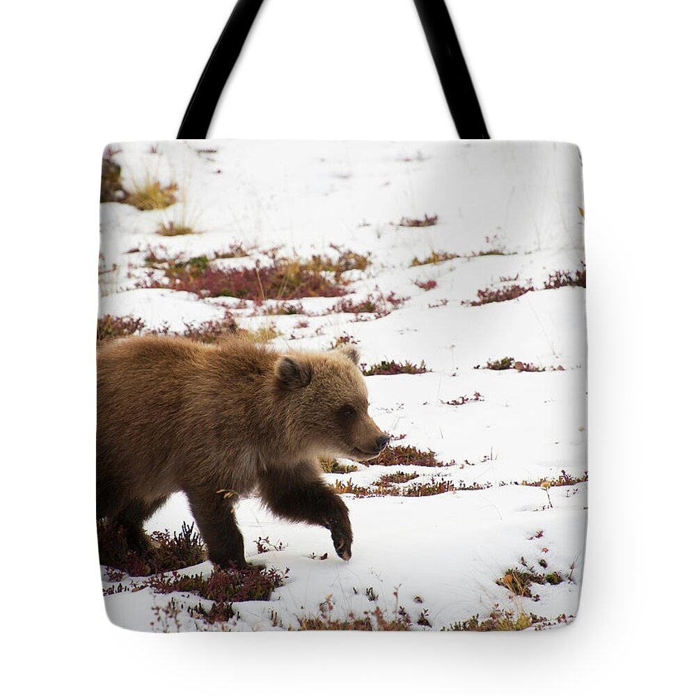 Brown Bear Tote Bag featuring the photograph Brown Bear Ursus Arctos Cub Plays In by Cathy Hart / Design Pics
