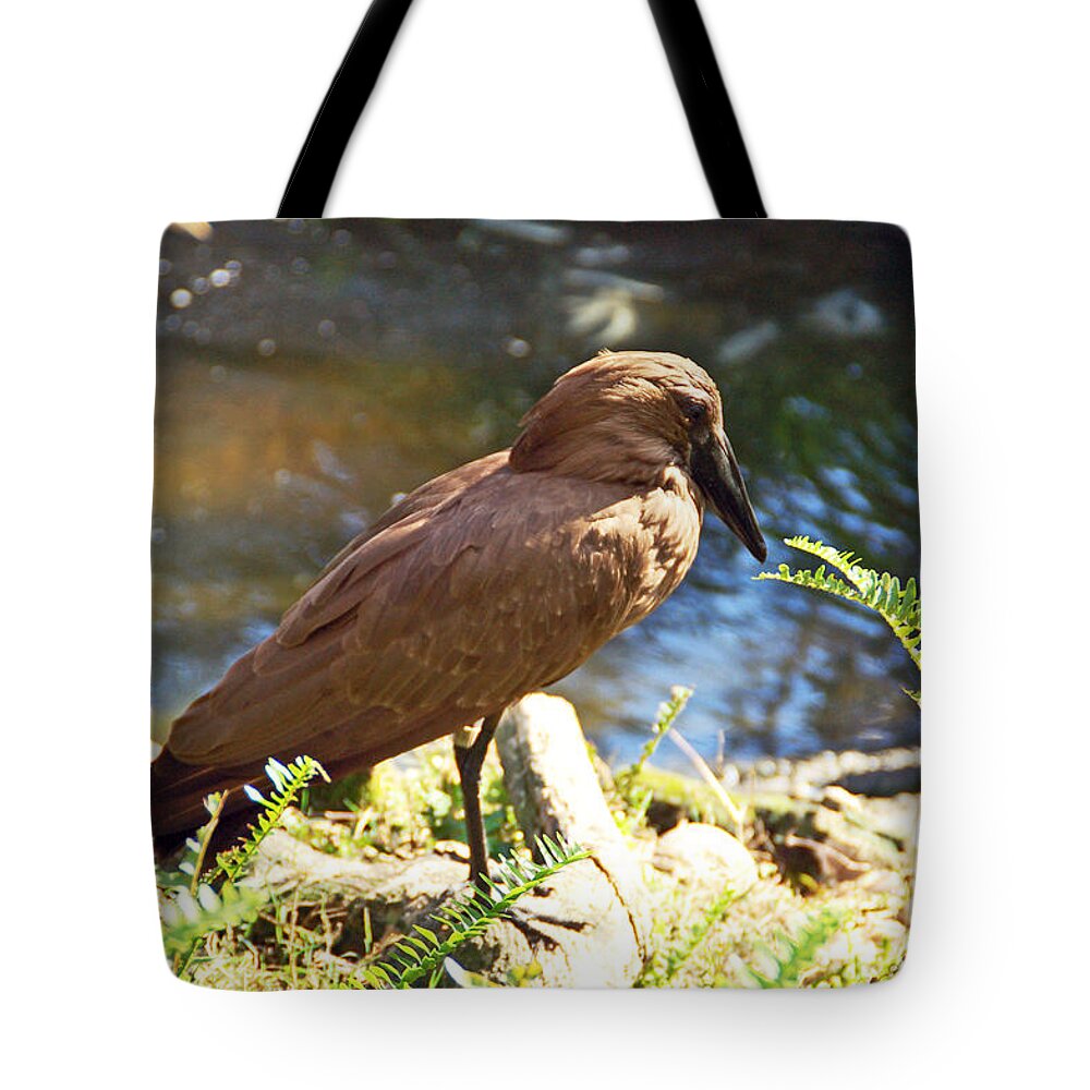Bird Tote Bag featuring the photograph Brown Bird by Aimee L Maher ALM GALLERY