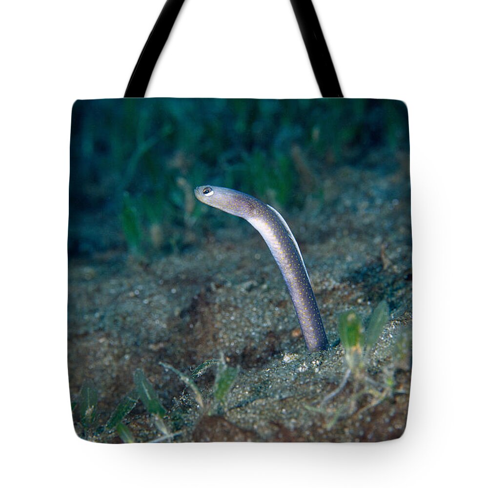 Garden Eel Tote Bag featuring the photograph Brown Garden Eel by Andrew J. Martinez