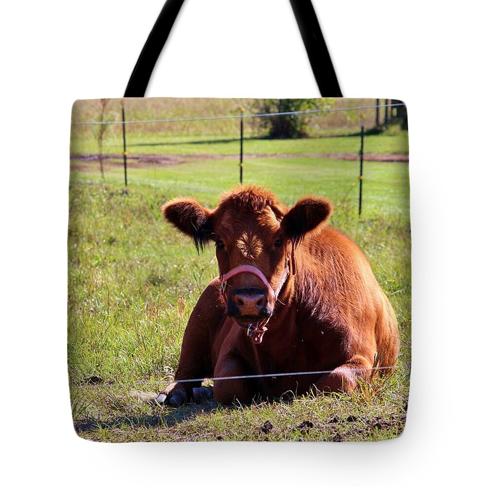 Cow Tote Bag featuring the photograph Brown Moo Moo by Cynthia Guinn