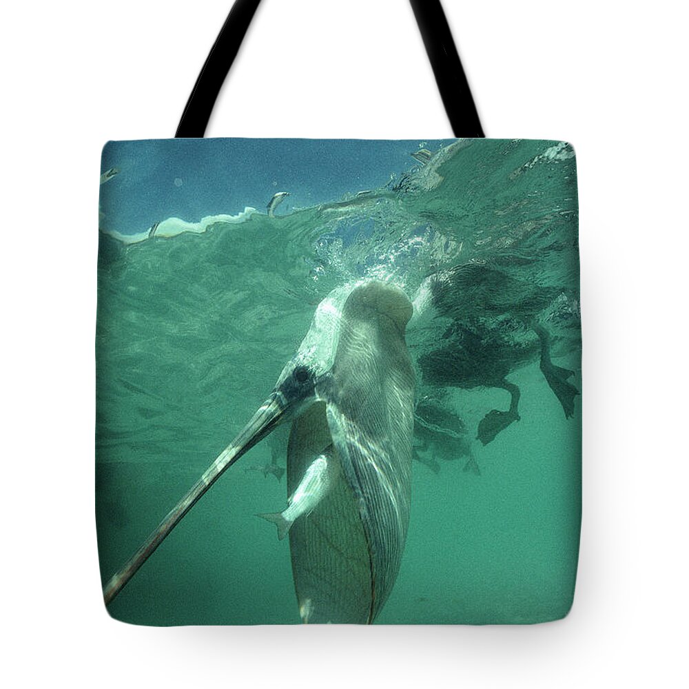 00140047 Tote Bag featuring the photograph Brown Pelican Catching Mullet by Tui De Roy