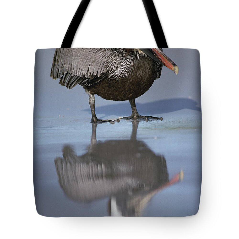 Feb0514 Tote Bag featuring the photograph Brown Pelican Turtle Bay Galapagos by Tui De Roy