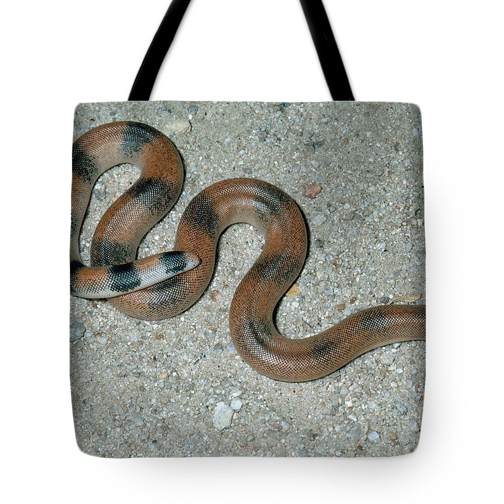 Animal Tote Bag featuring the photograph Brown Sand Boa by Karl H. Switak