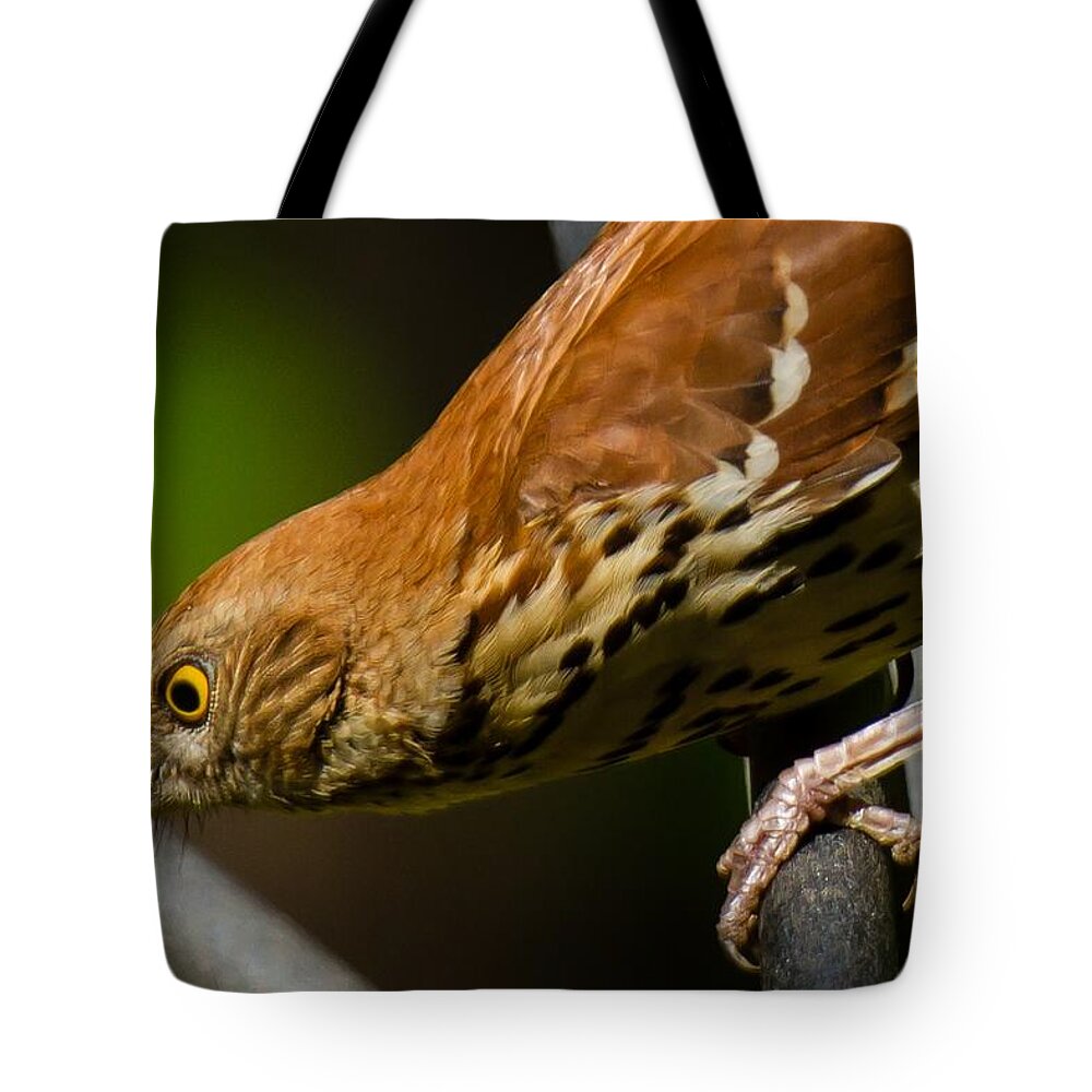 Brown Thrasher Tote Bag featuring the photograph Brown Thrasher by Robert L Jackson
