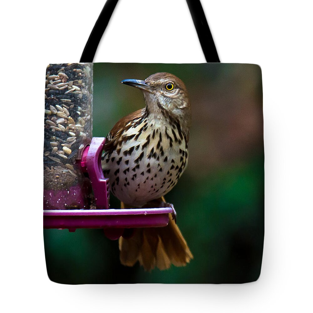 Brown Thrasher Tote Bag featuring the photograph Brown Thrasher - State Bird of Georgia by Robert L Jackson