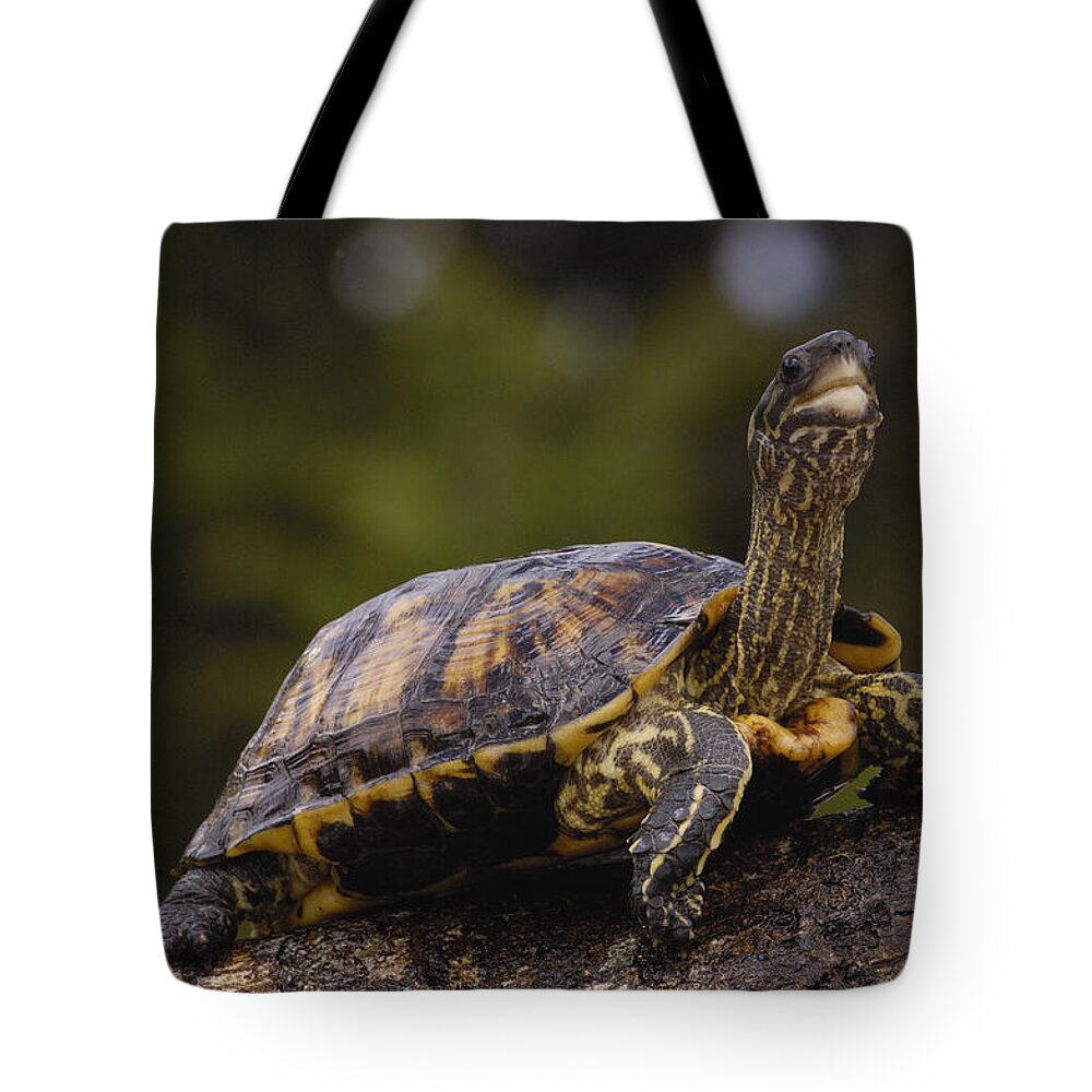 Feb0514 Tote Bag featuring the photograph Brown Wood Turtle Ecuador by Pete Oxford
