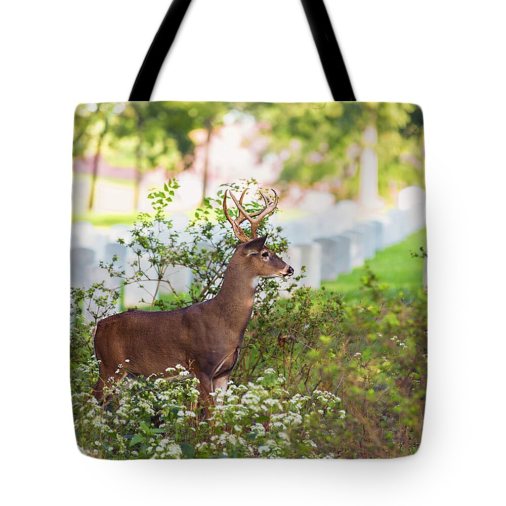 Deer Tote Bag featuring the photograph Buck In A Bush by Bill and Linda Tiepelman