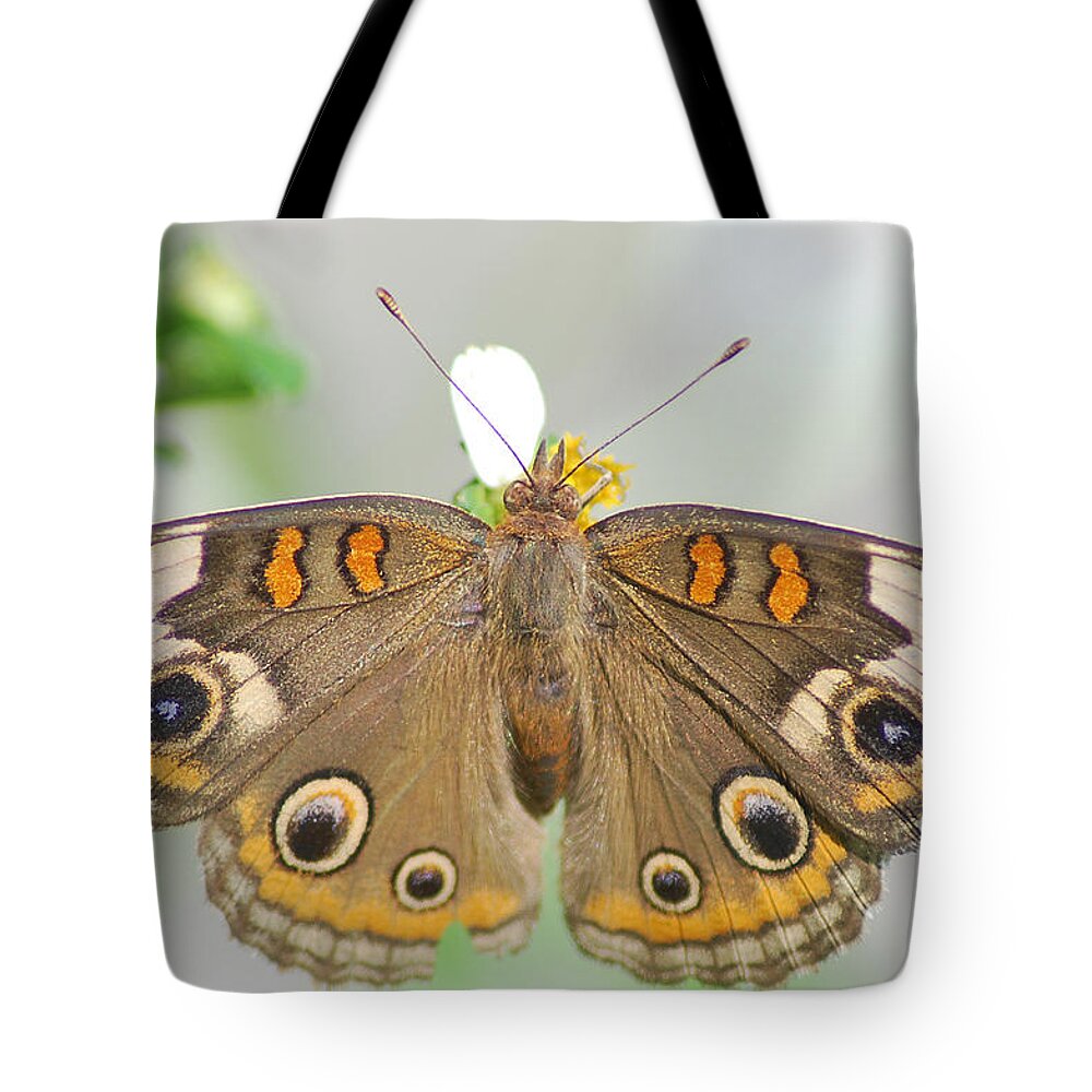 Photograph Tote Bag featuring the photograph Buckeye by Larah McElroy
