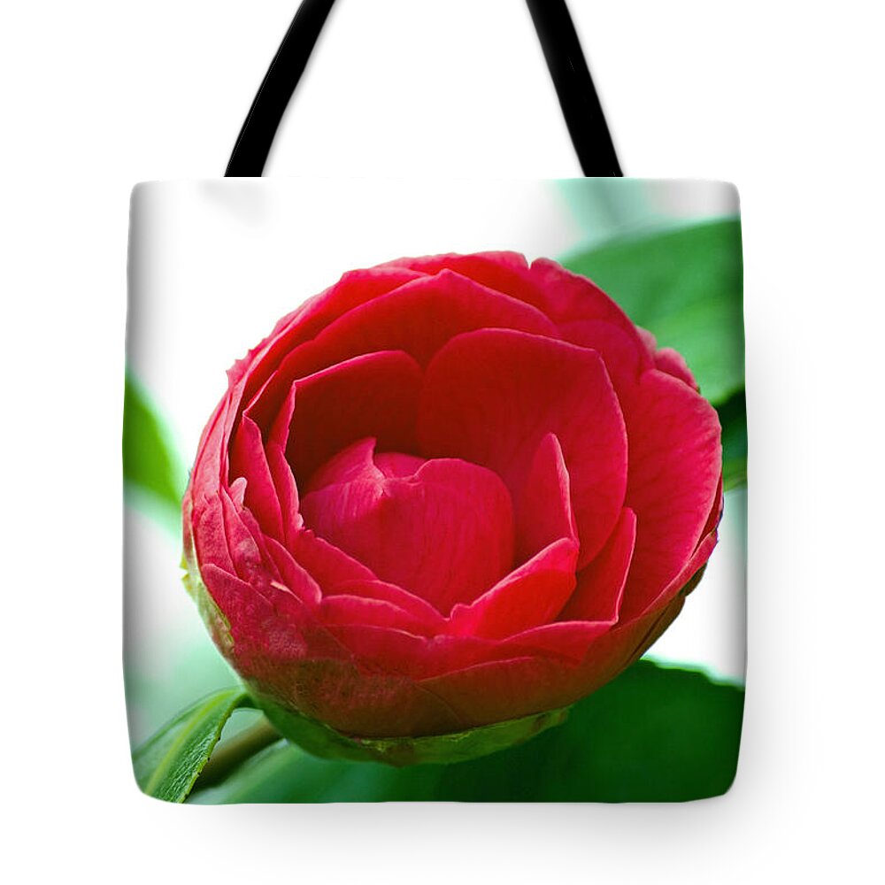 Flower Tote Bag featuring the photograph Budding Camelia by Tikvah's Hope