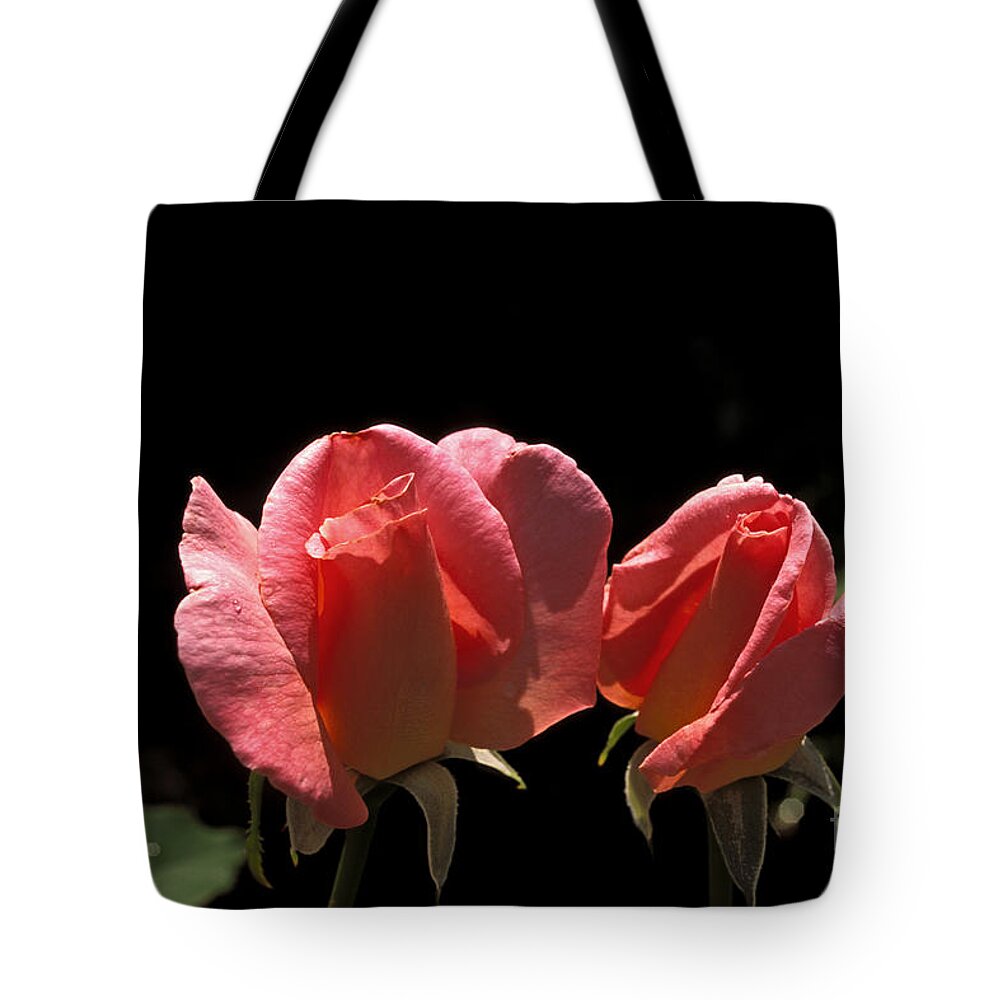 Roses Tote Bag featuring the photograph Buds by John Douglas
