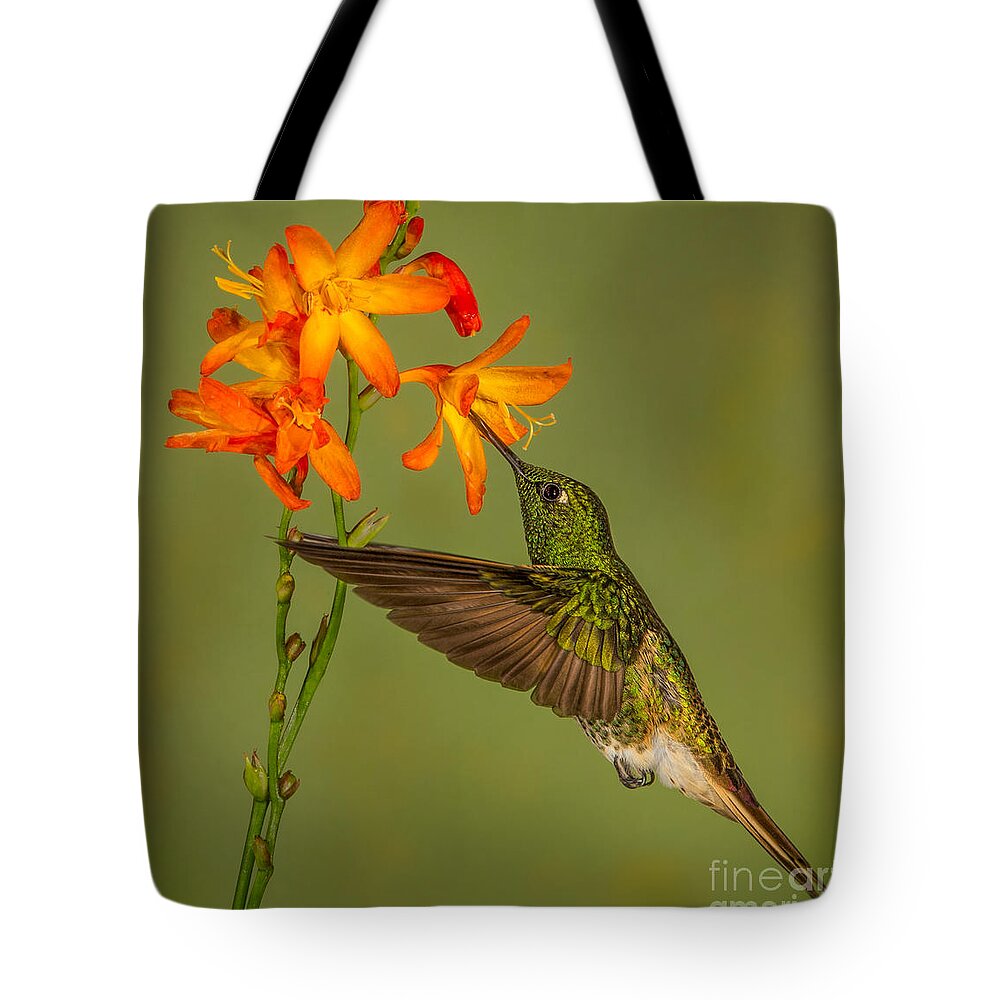 Ecuador Tote Bag featuring the photograph Buff-tailed Coronet Hummingbird No 1 by Jerry Fornarotto