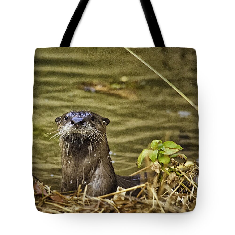 Otter Tote Bag featuring the photograph Buffalo National River Otter by Michael Dougherty