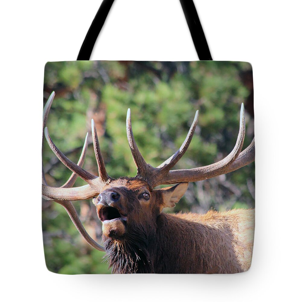 Elk Tote Bag featuring the photograph Bugling Bull by Shane Bechler