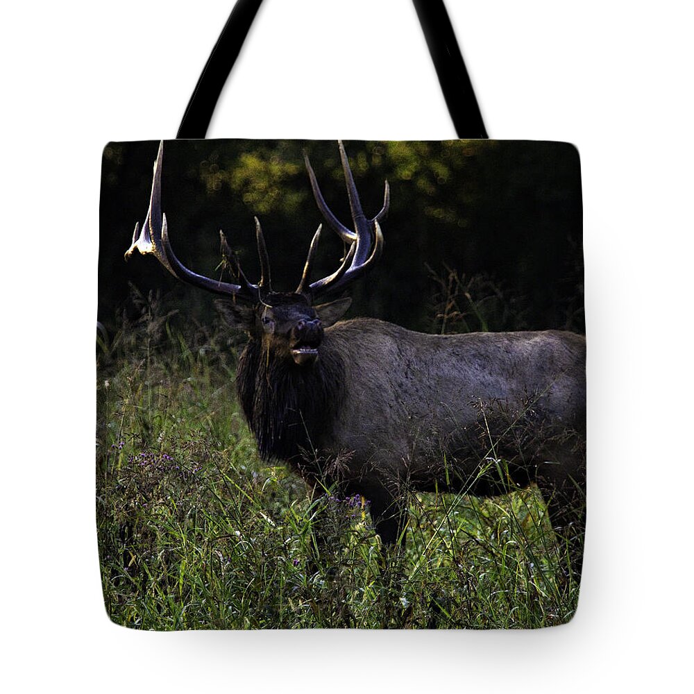 Bull Elk Tote Bag featuring the photograph Bull Elk at First Light by Michael Dougherty