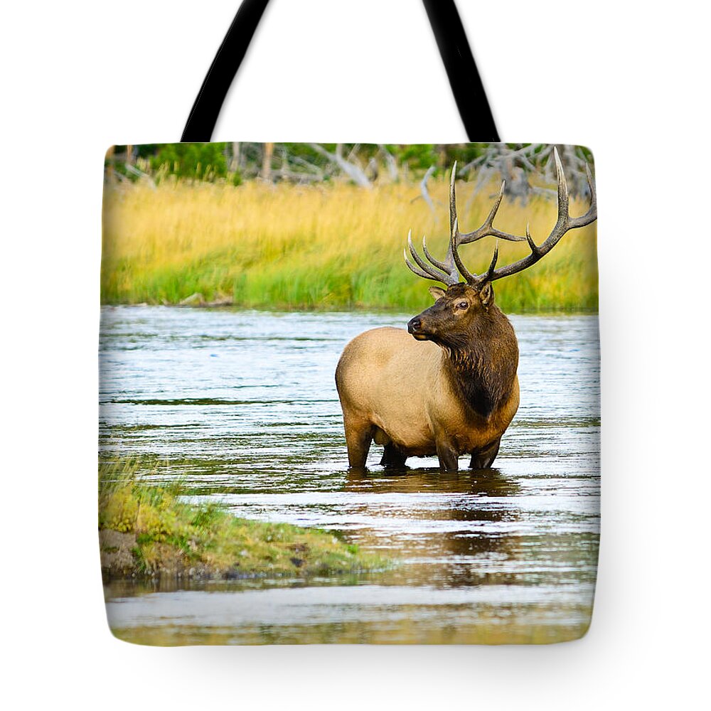 Bull Elk Tote Bag featuring the photograph Bull Elk in the Madison by Greg Norrell