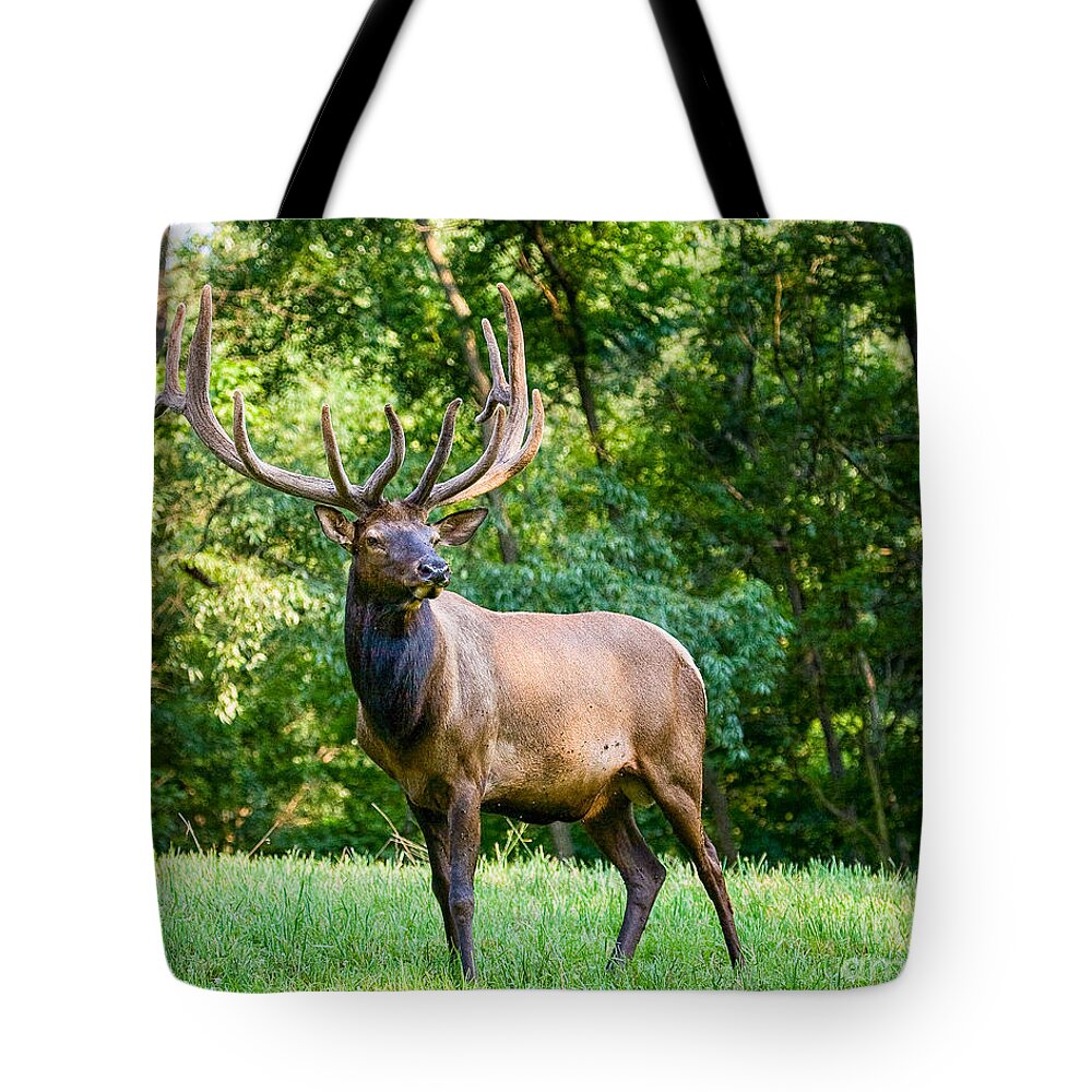 6x6 Tote Bag featuring the photograph Bull Elk by Ronald Lutz