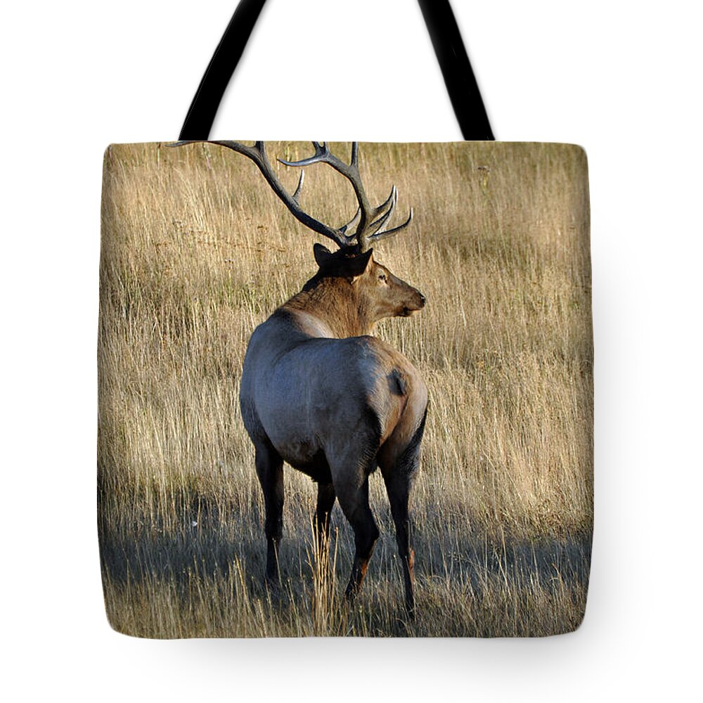 Autumn Tote Bag featuring the photograph Bull Elk Surveying His Harem by Bruce Gourley