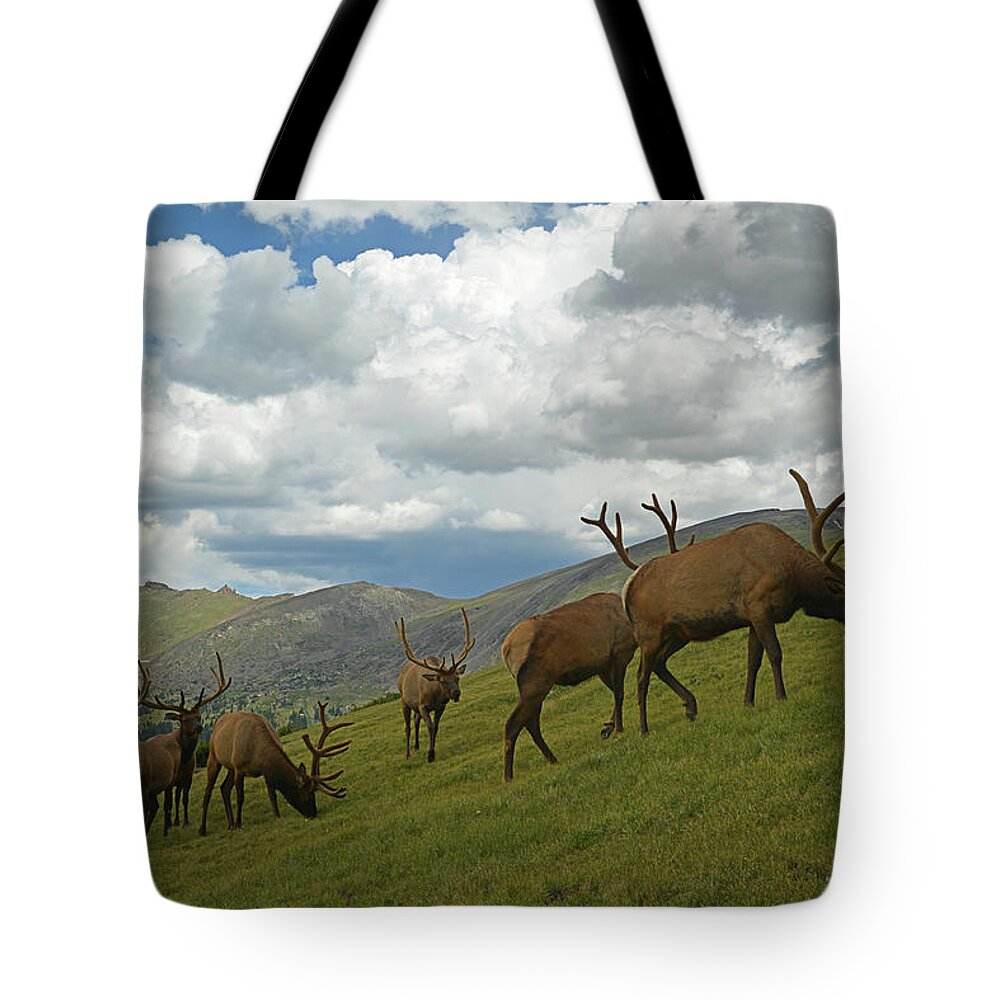 Grass Tote Bag featuring the photograph Bull Elk by William D. Bowman