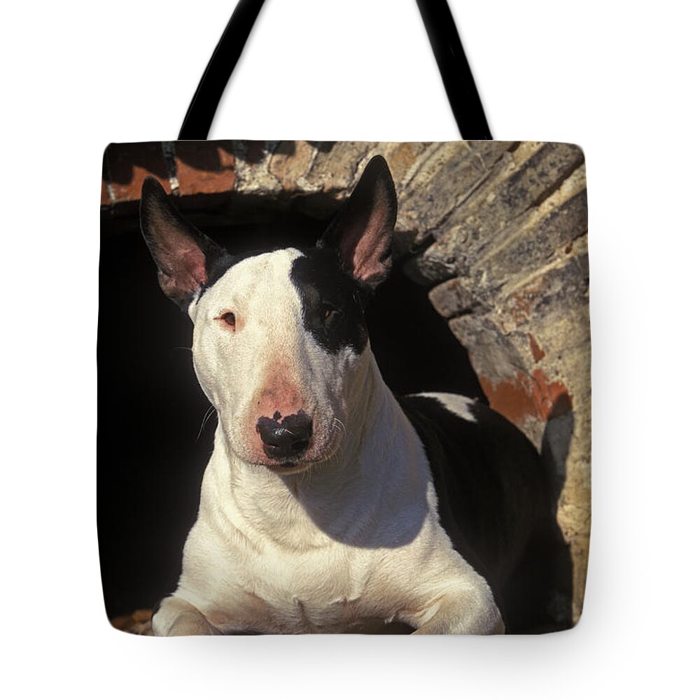 Bull Terrier Tote Bag featuring the photograph Bull Terrier Dog by Jean-Michel Labat