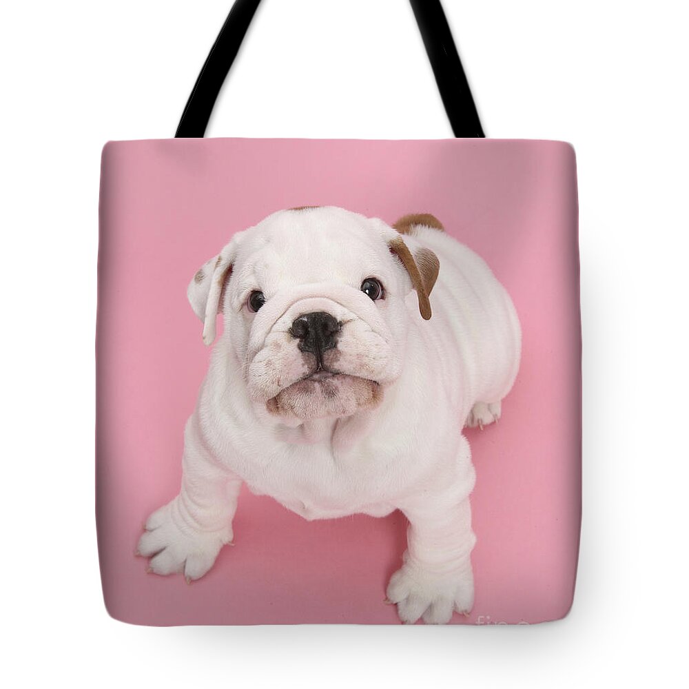 Bulldog Tote Bag featuring the photograph Bullldog Puppy by Mark Taylor