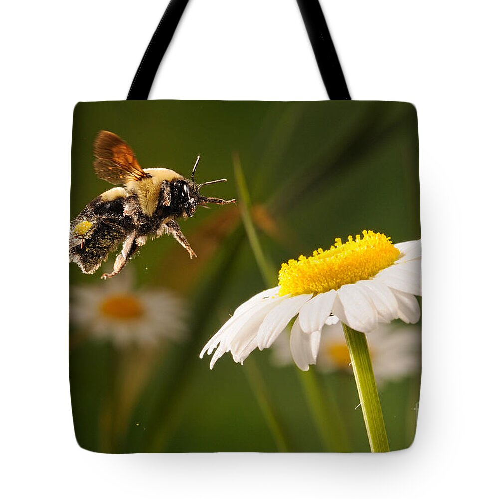 Insect Tote Bag featuring the photograph Bumblebee Pollinates Daisies by Scott Linstead